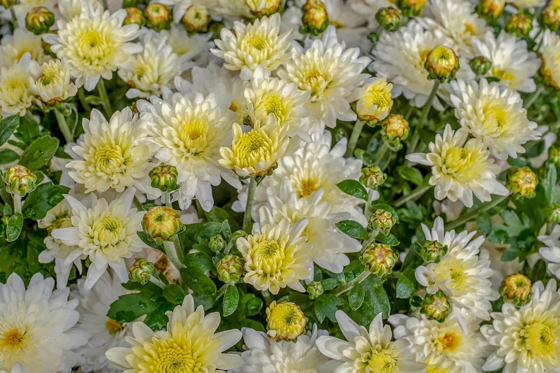 白と淡い黄色の菊の花